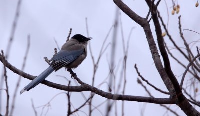 BIRD - MAGPIE - AZURE-WINGED MAGPIE- YANCHENG CHINA (7).JPG