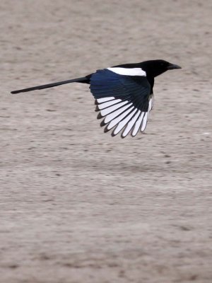 BIRD - MAGPIE - COMMON BLACK-BILLED MAGPIE- YANCHENG CHINA (12).JPG