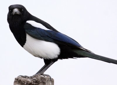 BIRD - MAGPIE - COMMON BLACK-BILLED MAGPIE- YANCHENG CHINA (19).JPG