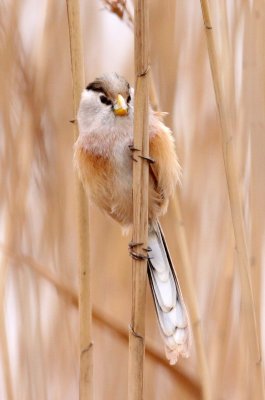 BIRD - PARROTBILL - REED PARROTBILL - YANCHENG CHINA (13).JPG