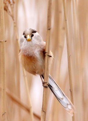 BIRD - PARROTBILL - REED PARROTBILL - YANCHENG CHINA (16).JPG