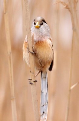 BIRD - PARROTBILL - REED PARROTBILL - YANCHENG CHINA (19).JPG