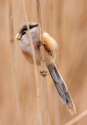 BIRD - PARROTBILL - REED PARROTBILL - YANCHENG CHINA (33).JPG