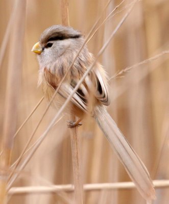 BIRD - PARROTBILL - REED PARROTBILL - YANCHENG CHINA (36).JPG