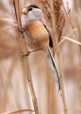 BIRD - PARROTBILL - REED PARROTBILL - YANCHENG CHINA (43).JPG