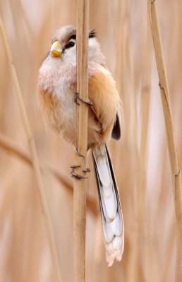 BIRD - PARROTBILL - REED PARROTBILL - YANCHENG CHINA (7).JPG