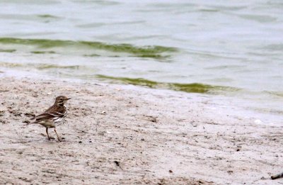 BIRD - PIPIT - BUFF-BREASTED PIPIT- YANCHENG CHINA (3).JPG