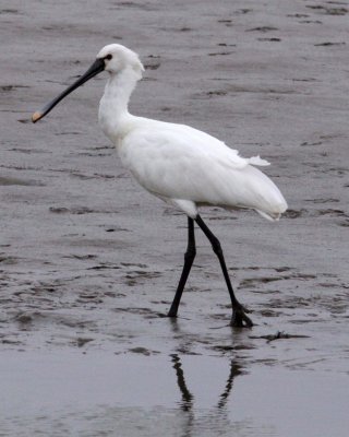 BIRD - SPOONBILL - EURASIAN SPOONBILL- YANCHENG CHINA (32).JPG