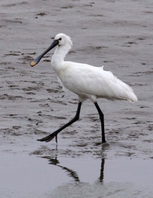 BIRD - SPOONBILL - EURASIAN SPOONBILL- YANCHENG CHINA (36).JPG