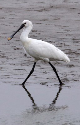 BIRD - SPOONBILL - EURASIAN SPOONBILL- YANCHENG CHINA (39).JPG