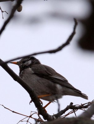 BIRD - STARLING - WHITE-CHEEKED STARLING- YANCHENG CHINA (2).JPG