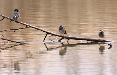 BIRD - STARLING - WHITE-CHEEKED STARLING- YANCHENG CHINA (5).JPG