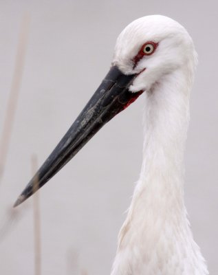 BIRD - STORK - ORIENTAL STORK - CAP - YANCHENG CHINA (3).JPG