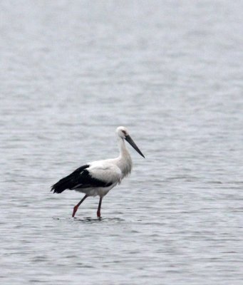 BIRD - STORK - ORIENTAL STORK - YANCHENG CHINA (17).JPG