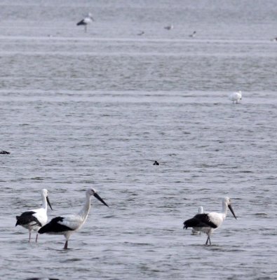 BIRD - STORK - ORIENTAL STORK- YANCHENG CHINA (1).JPG