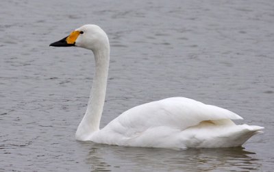 BIRD - SWAN - BEWICK'S TUNDRA SWAN - YANCHENG CHINA (8).JPG