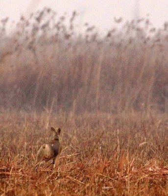 CERVID - DEER - CHINESE WATER DEER - YANCHENG CHINA (4).JPG