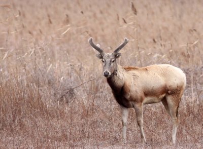 CERVID - DEER - PERE DAVID'S DEER - YANCHENG CHINA (2).JPG