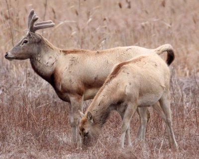 CERVID - DEER - PERE DAVID'S DEER - YANCHENG CHINA (8).JPG