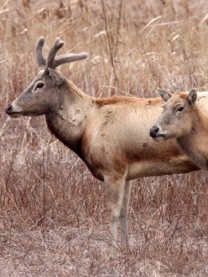 CERVID - DEER - PERE DAVID'S DEER- YANCHENG CHINA (1).JPG