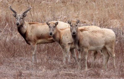 CERVID - DEER - PERE DAVID'S DEER- YANCHENG CHINA (12).JPG