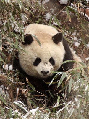 URSID - GIANT PANDA - FOPING NATURE RESERVE - SHAANXI PROVINCE CHINA (156).JPG