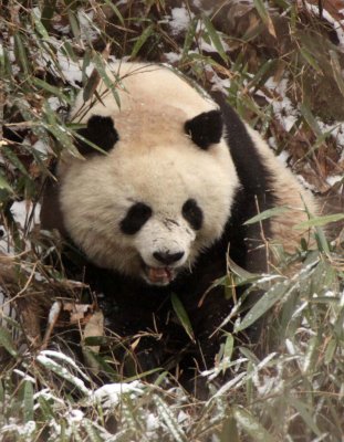 WILD Pandas of the Qinling Mountains & Foping Nature Reserve