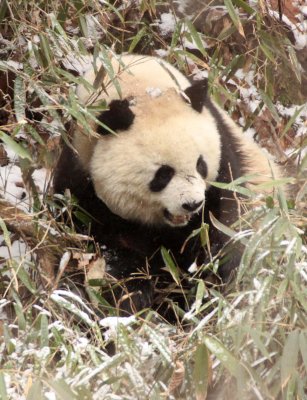 URSID - GIANT PANDA - FOPING NATURE RESERVE - SHAANXI PROVINCE CHINA (168).JPG