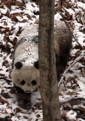 URSID - GIANT PANDA - FOPING NATURE RESERVE - SHAANXI PROVINCE CHINA (25).JPG