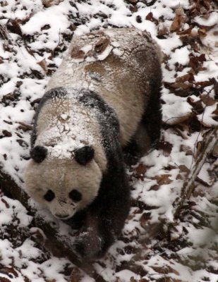 URSID - GIANT PANDA - FOPING NATURE RESERVE - SHAANXI PROVINCE CHINA (33).JPG