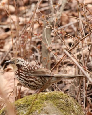 BIRD - BABAX - CHINESE BABAX - FOPING NATURE RESERVE - SHAANXI PROVINCE CHINA (2).JPG