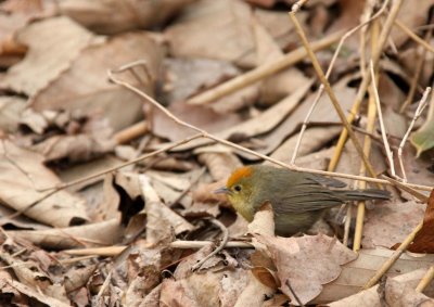 BIRD - BABBLER - RUFOUS-CAPPED BABBLER - FOPING NATURE RESERVE - SHAANXI PROVINCE CHINA (4).JPG