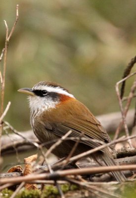 BIRD - BABBLER - WHITE-BROWED SCIMITAR BABBLER - FOPING NATURE RESERVE - SHAANXI PROVINCE CHINA (8).JPG