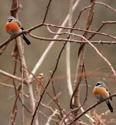 BIRD - BULLFINCH - GREY-HEADED BULLFINCH - FOPING NATURE RESERVE - SHAANXI PROVINCE CHINA (5).JPG