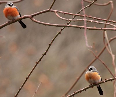 BIRD - BULLFINCH - GREY-HEADED BULLFINCH - FOPING NATURE RESERVE - SHAANXI PROVINCE CHINA (6).JPG