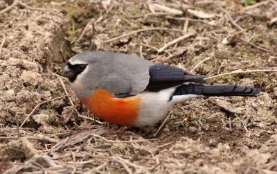 BIRD - BULLFINCH - GREY-HEADED BULLFINCH - FOPING NATURE RESERVE - SHAANXI PROVINCE CHINA (9).JPG