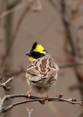 BIRD - BUNTING - YELLOW-THROATED BUNTING - FOPING NATURE RESERVE - SHAANXI PROVINCE CHINA (11).JPG