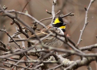 BIRD - BUNTING - YELLOW-THROATED BUNTING - FOPING NATURE RESERVE - SHAANXI PROVINCE CHINA (3).JPG