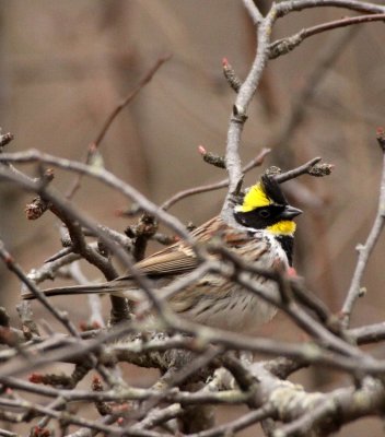 BIRD - BUNTING - YELLOW-THROATED BUNTING - FOPING NATURE RESERVE - SHAANXI PROVINCE CHINA (5).JPG