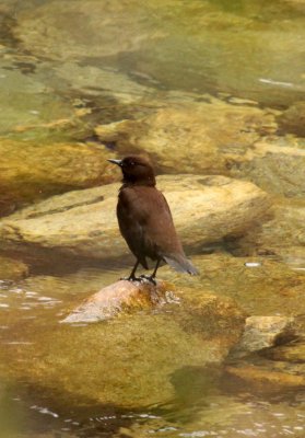 BIRD - DIPPER - BROWN DIPPER - FOPING NATURE RESERVE - SHAANXI PROVINCE CHINA (16).JPG