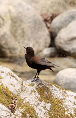 BIRD - DIPPER - BROWN DIPPER - FOPING NATURE RESERVE - SHAANXI PROVINCE CHINA (19).JPG