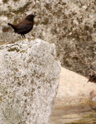 BIRD - DIPPER - BROWN DIPPER - FOPING NATURE RESERVE - SHAANXI PROVINCE CHINA (9).JPG