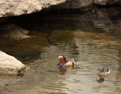 BIRD - DUCK - MANDARIN DUCK - FOPING NATURE RESERVE SHAANXI PROVINCE CHINA (4).JPG