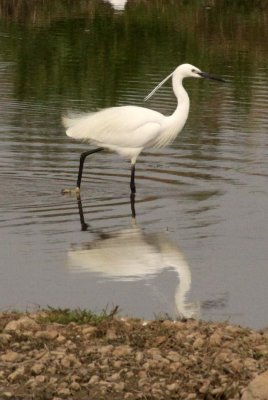 BIRD - EGRET - LITTLE EGRET - YANG COUNTY SHAANXI PROVINCE CHINA (4).JPG