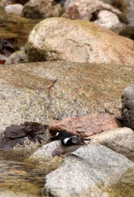 BIRD - FORKTAIL - LITTLE FORKTAIL - FOPING NATURE RESERVE SHAANXI PROVINCE CHINA (4).JPG