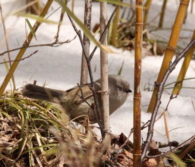 BIRD - FULVETTA - STREAK-THROATED FULVETTA - FOPING NATURE RESERVE - SHAANXI PROVINCE CHINA (4).JPG