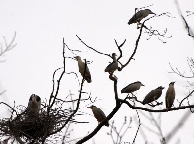 BIRD - HERON - BLACK-CROWNED NIGHT  HERON - YANG COUNTY CHINA (1).JPG