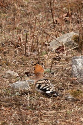 BIRD - HOOPOE - COMMON HOOPOE - FOPING NATURE RESERVE - SHAANXI PROVINCE CHINA (5).JPG