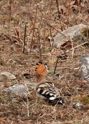 BIRD - HOOPOE - COMMON HOOPOE - FOPING NATURE RESERVE - SHAANXI PROVINCE CHINA (6).JPG