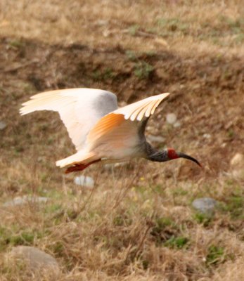 BIRD - IBIS - CRESTED IBIS - YANG COUNTY SHAANXI PROVINCE CHINA (15).JPG